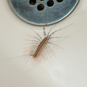 Are House Centipedes Dangerous? Here’s the Truth – Alluring House